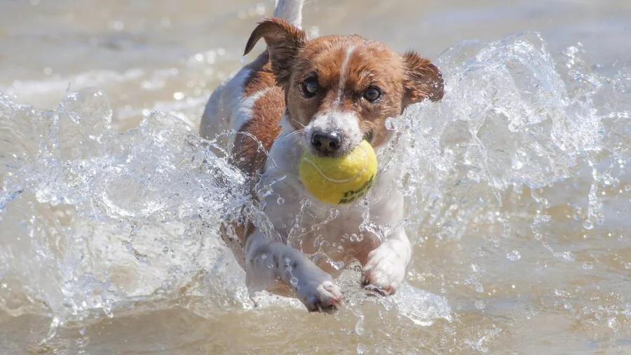 Happy dog catching tennis ball in outdoor park setting during playtime
