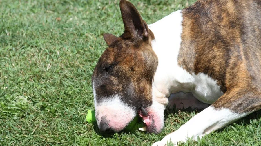Happy dog enjoying a chew toy outside, demonstrating natural chewing behavior and dental health benefits