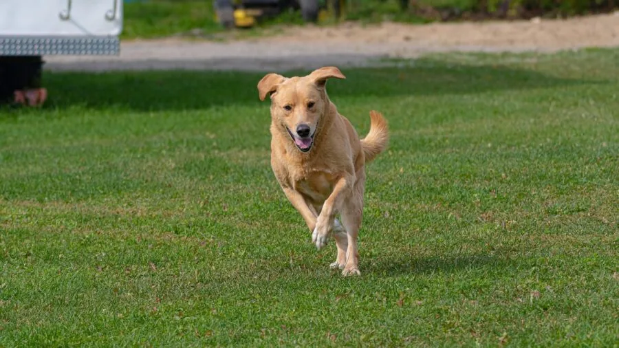 Happy dog running freely in spacious backyard during daytime