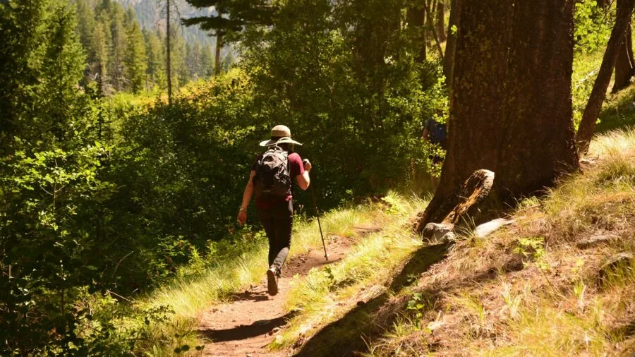 Hiker carrying backpack on forest trail during daytime adventure