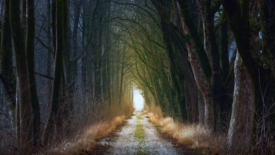 Hiker shining flashlight beam through dark forest at night