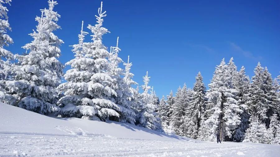 Hiker trekking through snow-covered forest path during winter day