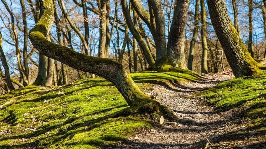 Hiker wearing comfortable boots walking through forested mountain trail during daytime