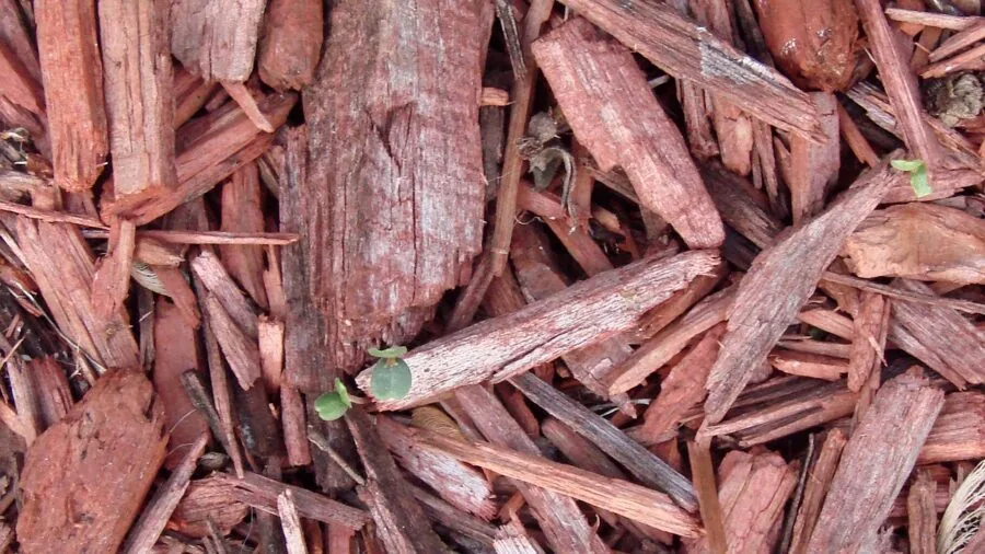 Homeowner bagging and managing shredded leaves in residential garden during autumn cleanup