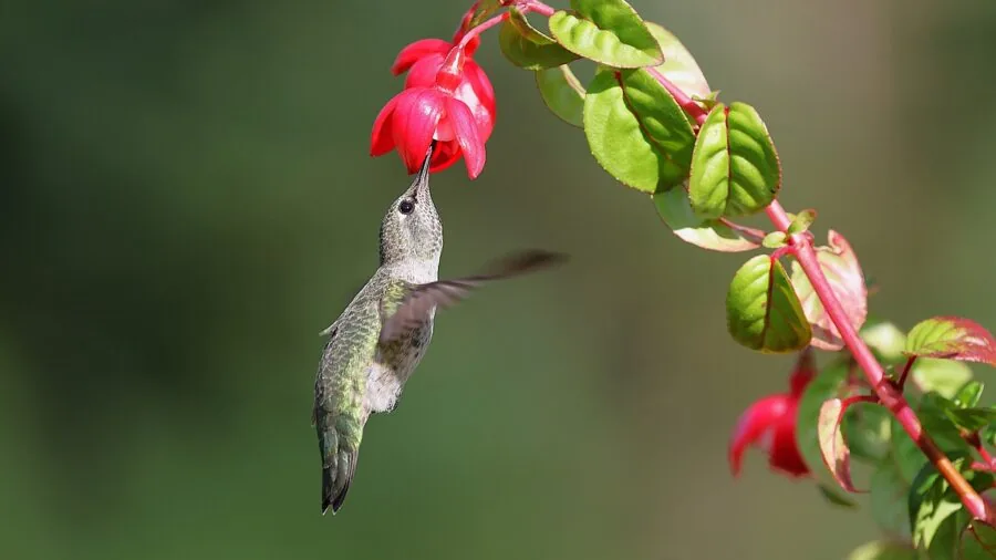 Hummingbird approaching flowers in a lush garden setting during daytime