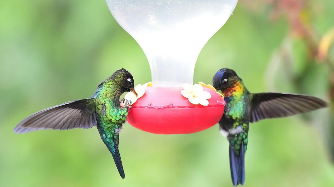 Hummingbird Feeders Worth Buying for Every Backyard