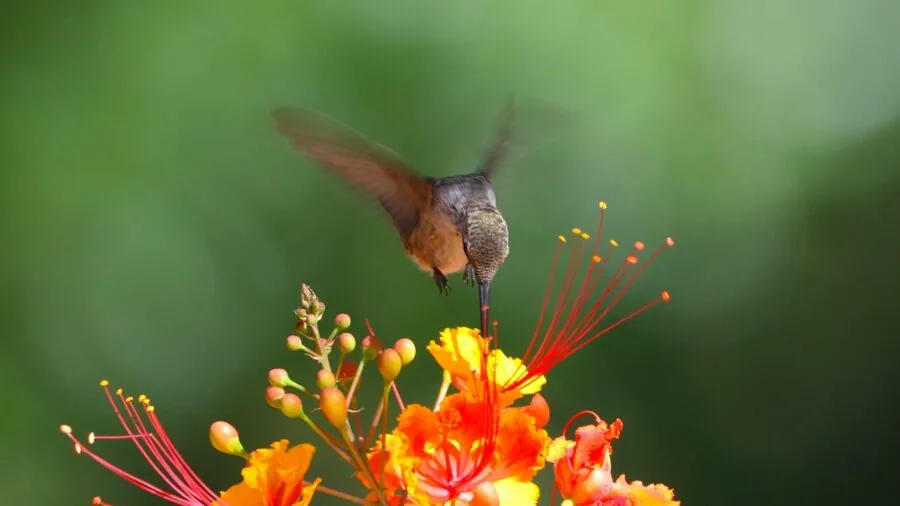 Hummingbird hovering near flowering plants in a sunny garden setting
