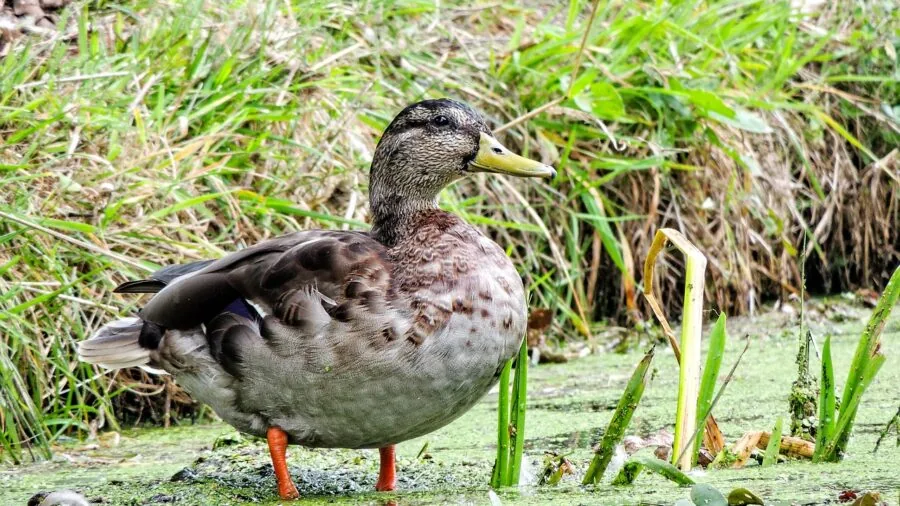 Hunter in camouflage clothing standing in natural wetland marsh during waterfowl hunting season
