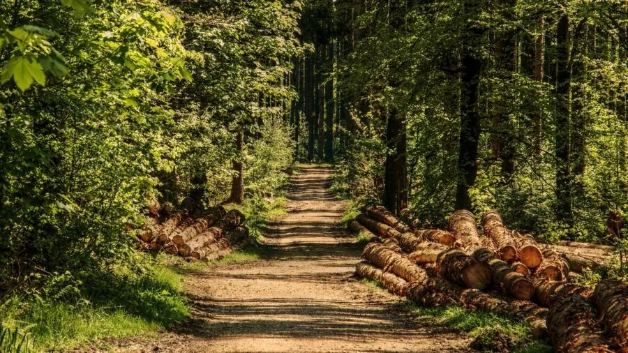 Hunter in camouflage gear walking silently through dense forest during hunting season