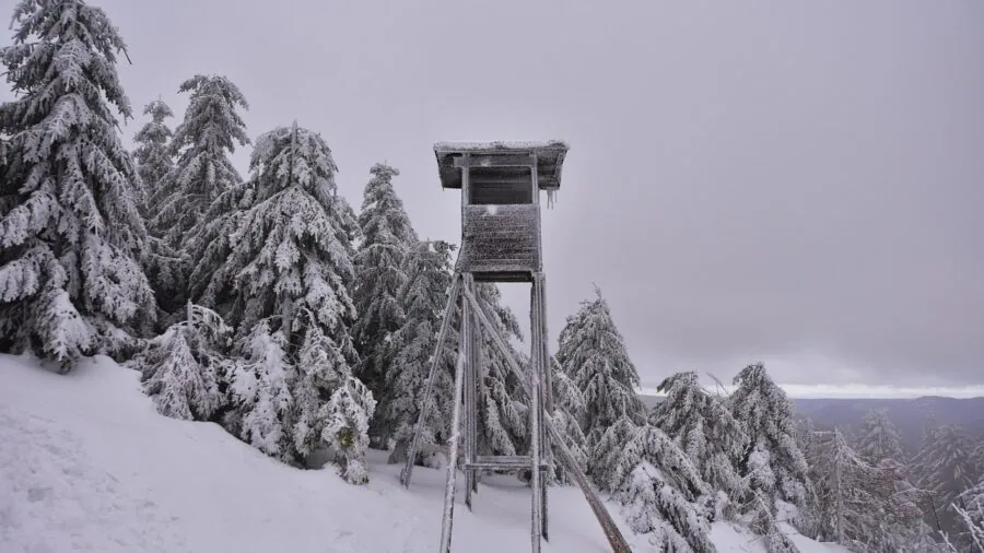 Hunter positioned quietly in elevated tree stand during autumn hunting season in dense forest