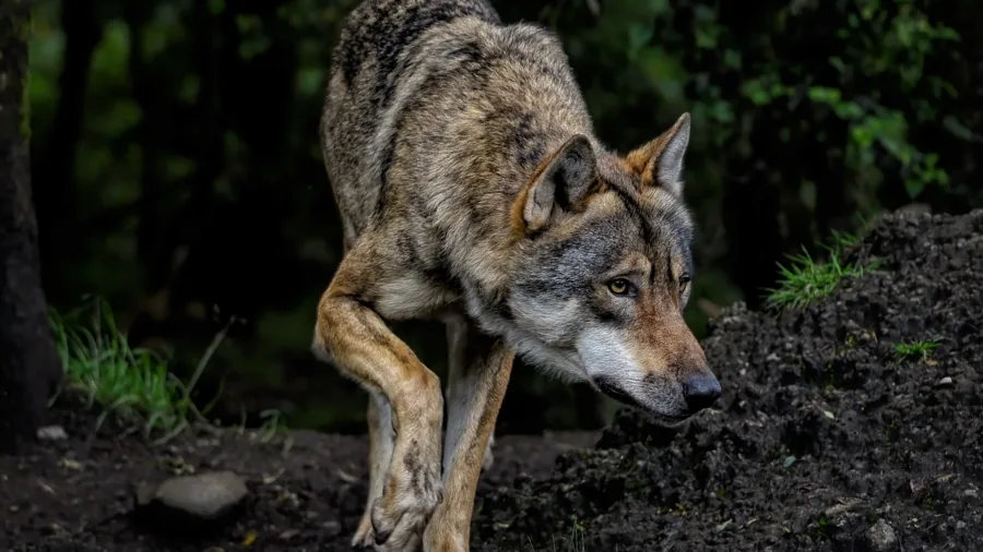 Hunter wearing camouflage clothing walking through forest terrain during hunting season