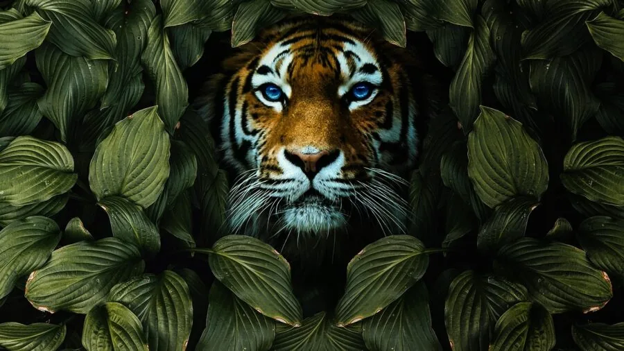 Hunter wearing camouflage gear moving through dense forest terrain during daytime hunting expedition