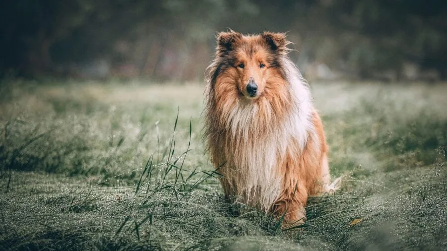 Hunter with trained dog in natural outdoor field setting during daytime