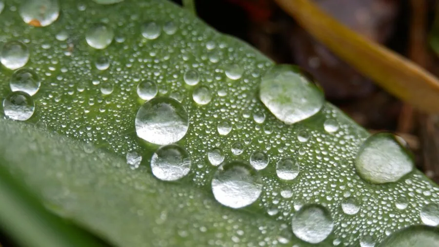 Interior view of tent with condensation droplets on fabric during early morning in humid camping conditions