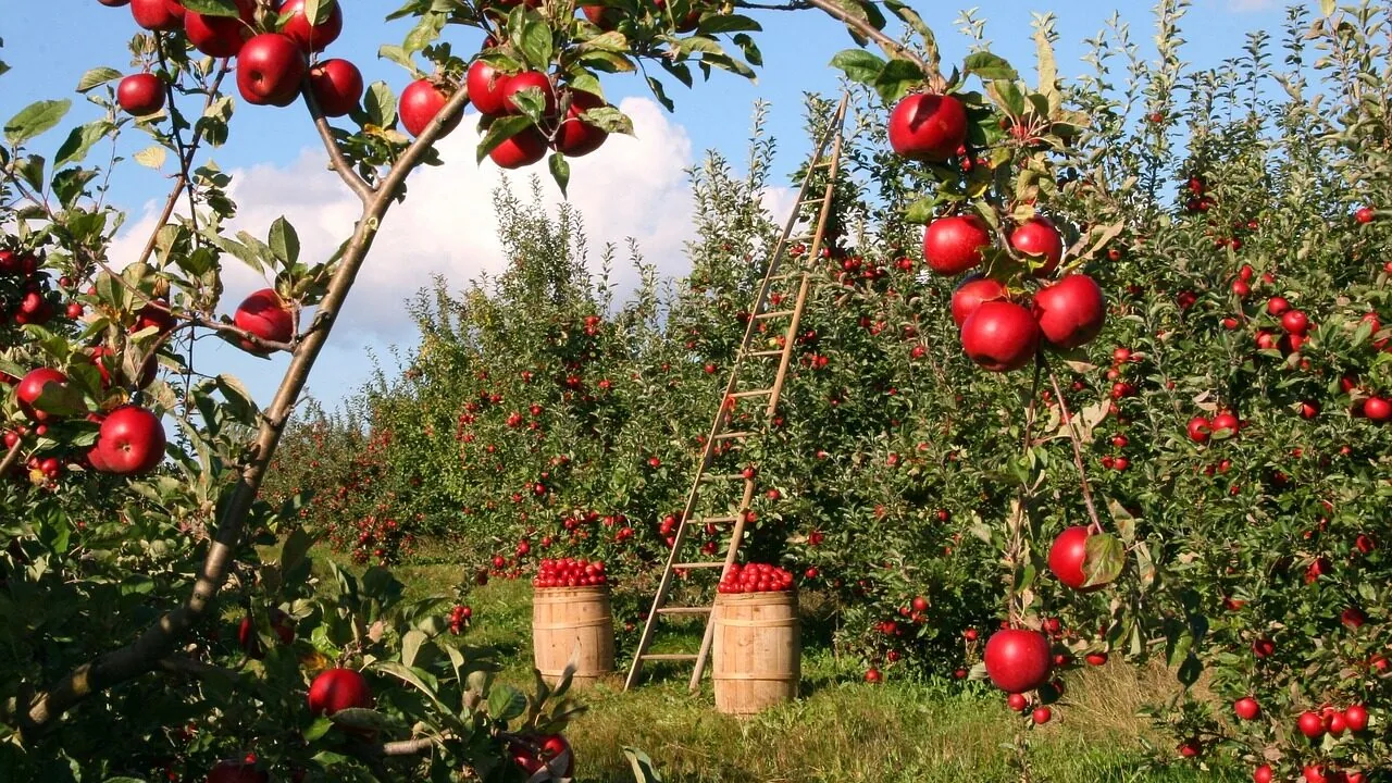 Ladder Toss Games for Every Backyard and Budget