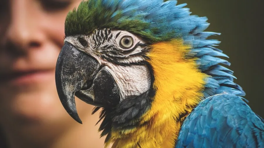 Large colorful macaw bird actively chewing and playing with wooden toy perch