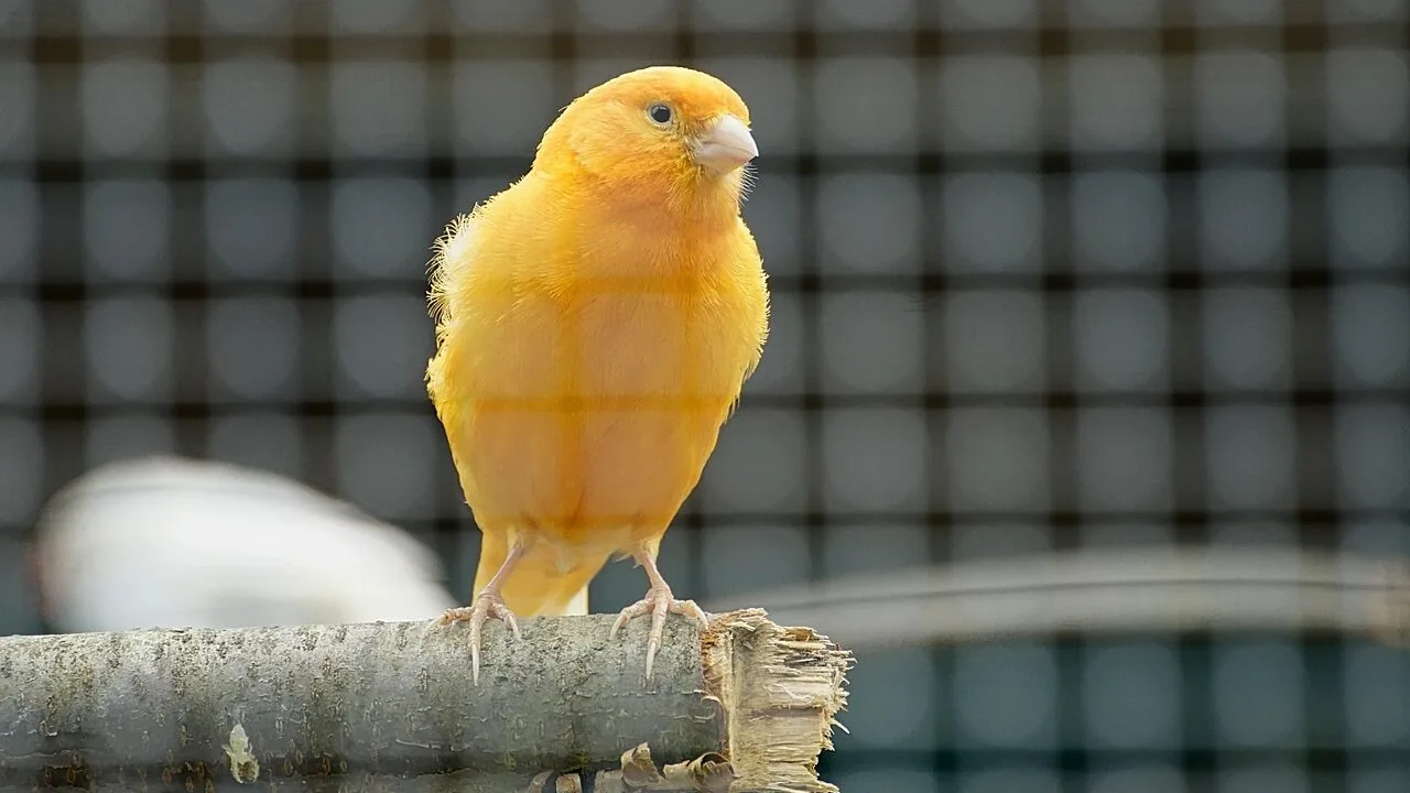 The Best Bird Cages for Every Species and Budget