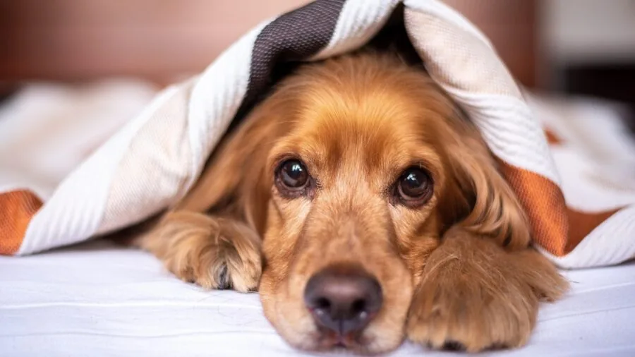 Large dog stretching out on a comfortable bed in a cozy bedroom setting
