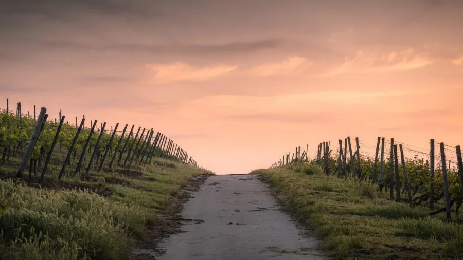 Large German Shepherd dog cautiously walking on a narrow outdoor path or ramp