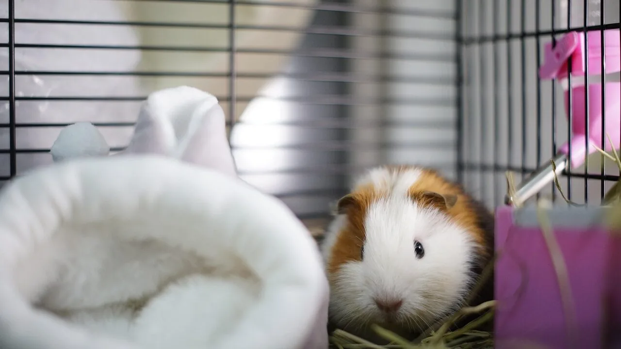 The Best Guinea Pig Cages for Every Home and Herd Size