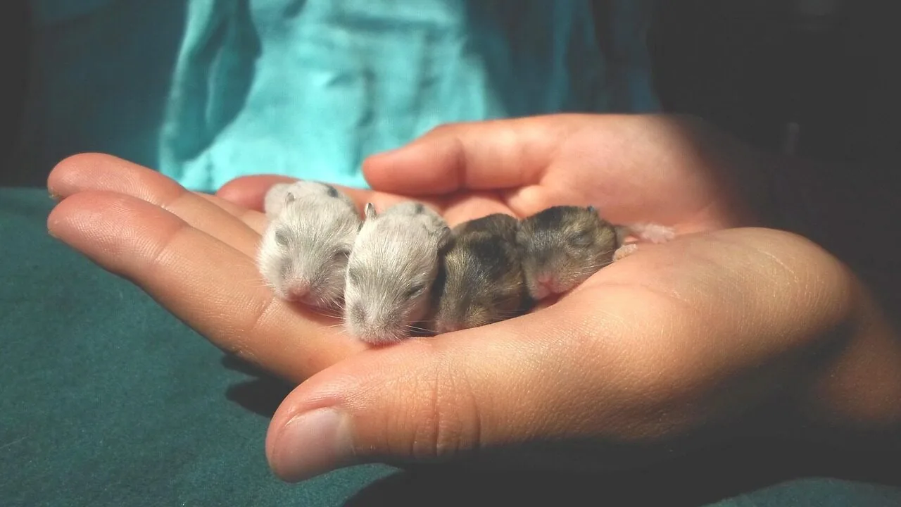 The Best Hamster Cages for Every Setup and Budget