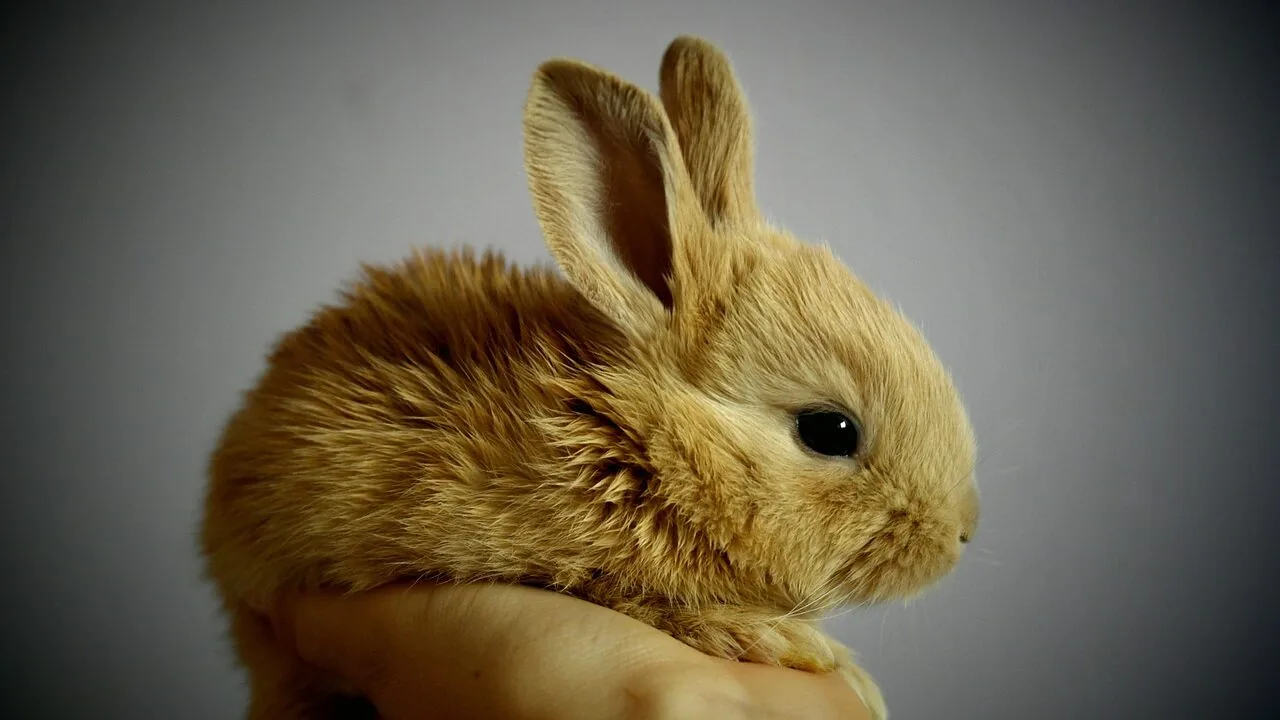 Rabbit Litter Boxes Worth Buying for Every Bunny and Setup