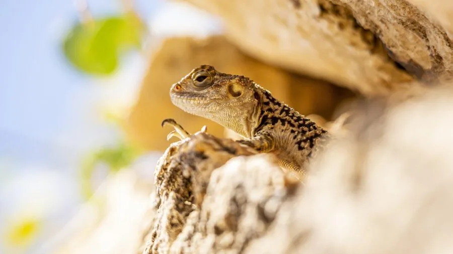 Lizard basking on a flat, stable rock in natural sunlight during outdoor exploration