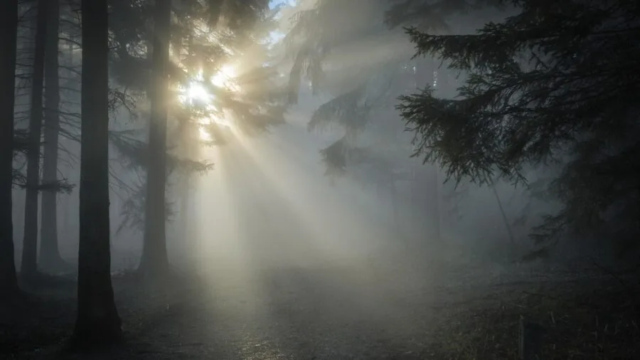 Lush forest with natural mist and morning dew creating humid atmosphere in landscape lighting