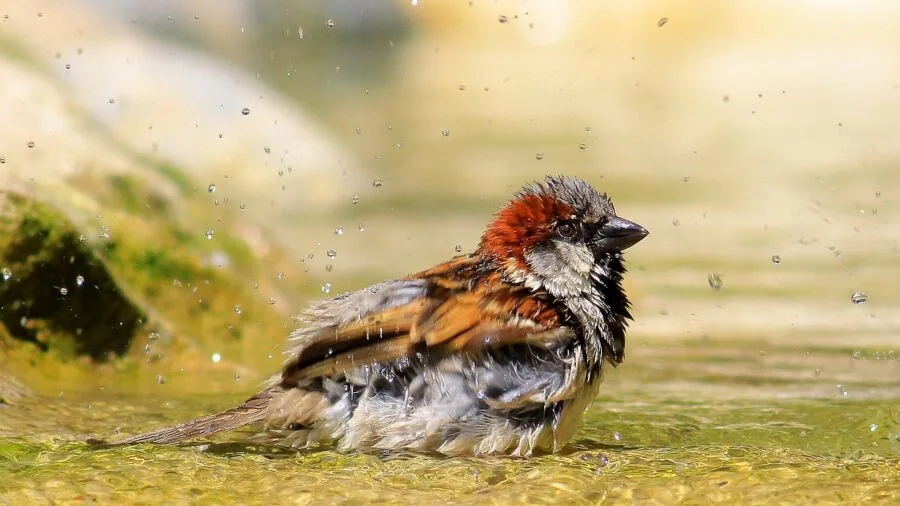 Man grooming and washing in shower with water spray, demonstrating waterproof grooming practices