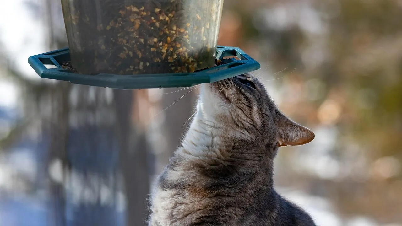 Pet Microchip Feeders Worth Buying for Every Multi-Pet Home