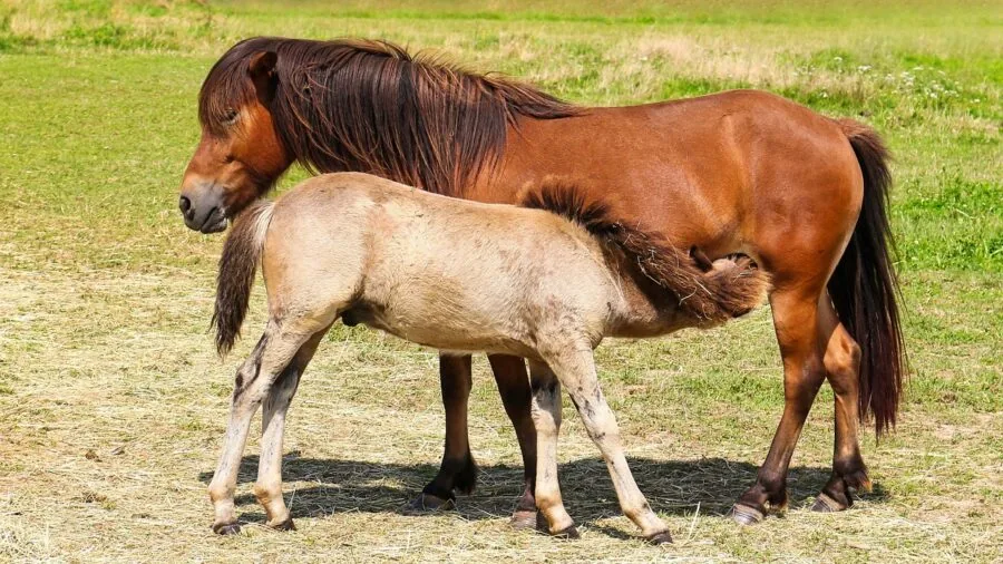 Mother breastfeeding her infant in a comfortable home setting during daytime