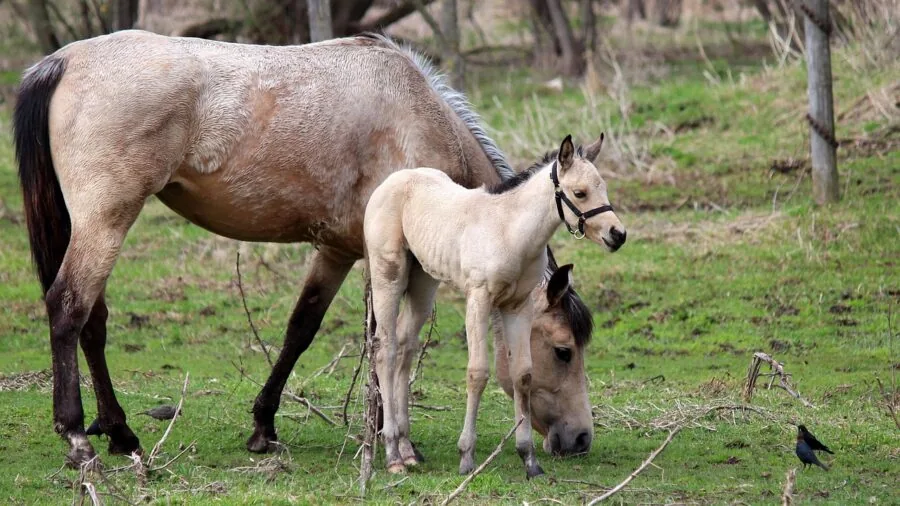 Mother nursing newborn baby in comfortable home setting with soft natural lighting