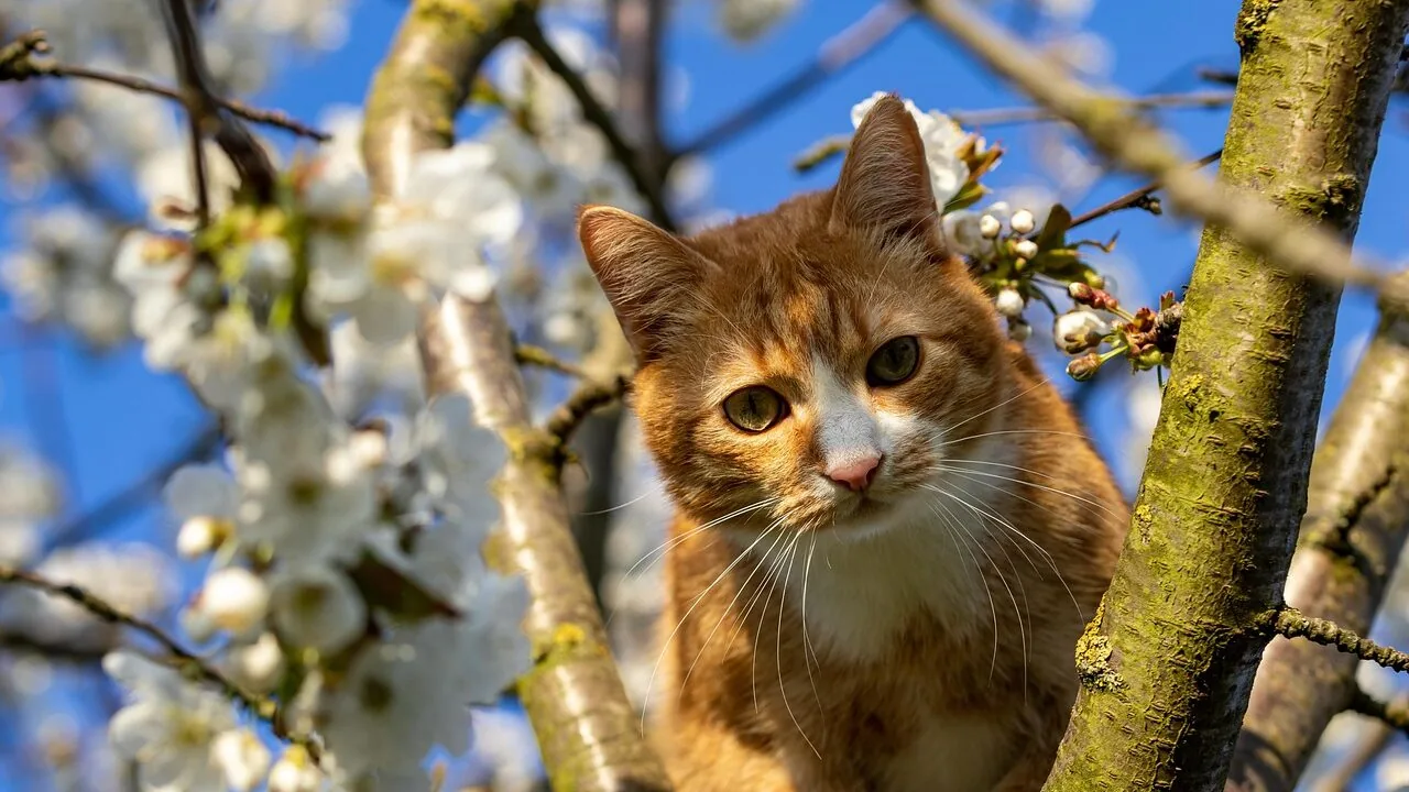 The Best Cat Trees for Every Indoor Cat and Home