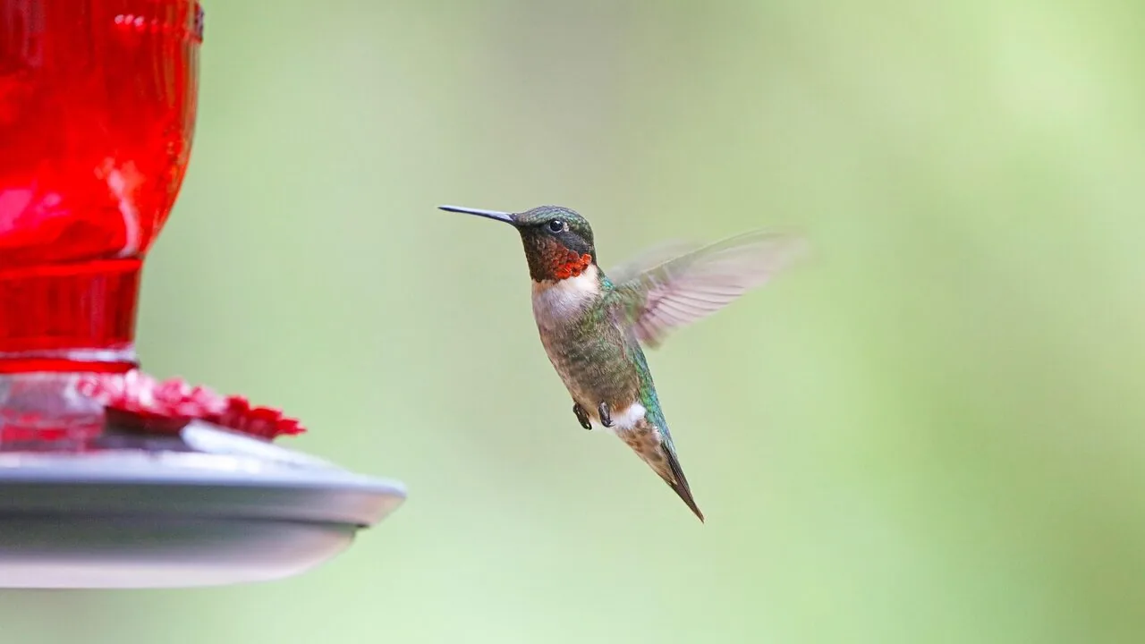 The Best Bird Feeders for Every Backyard and Budget
