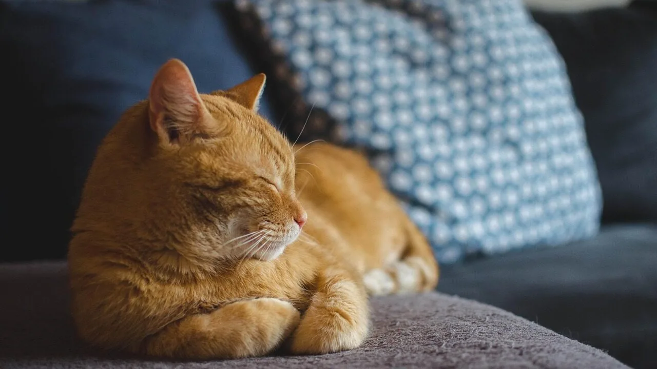 The Best Cat Scratchers for Every Home and Feline