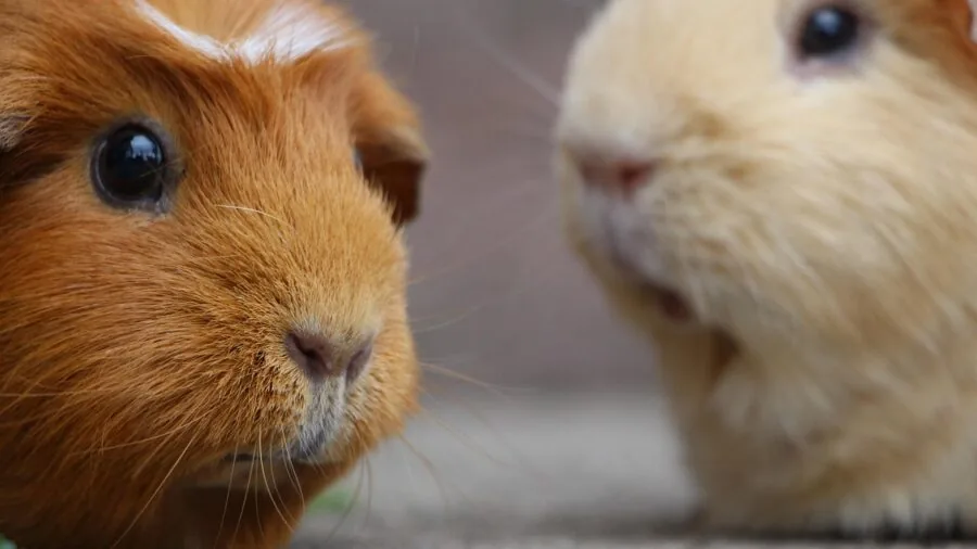 Multiple guinea pigs socializing and playing together in a natural outdoor setting