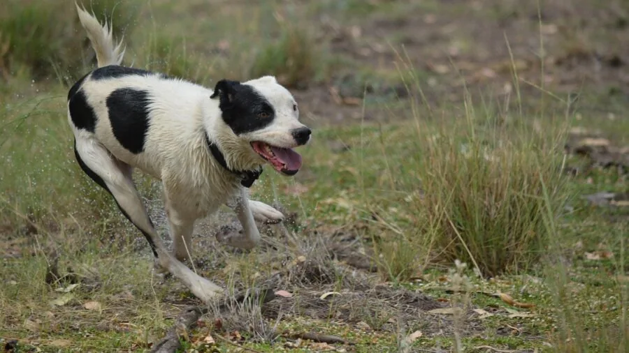 Older dog enjoying active play outdoors, demonstrating joint mobility and movement