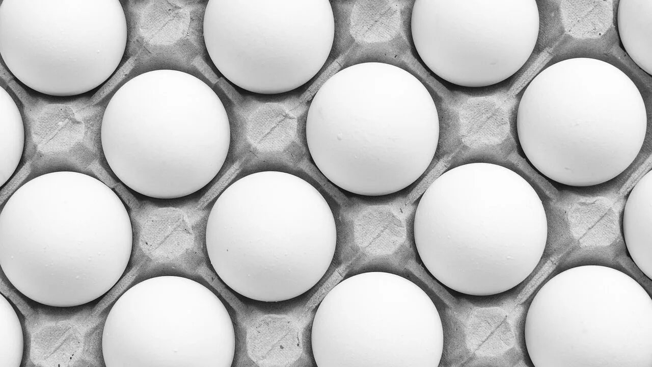 The Best Food Dehydrators for Every Kitchen and Budget