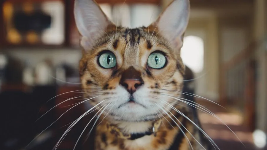 Orange cat peering out from inside a pet carrier during travel, showing realistic pet transportation scenario