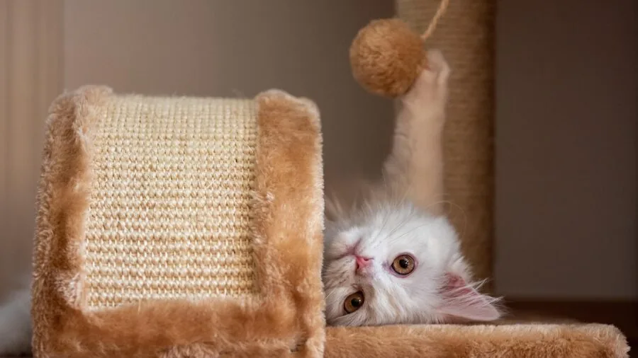 Orange cat stretching upward against tall wooden furniture, demonstrating full-body vertical stretch