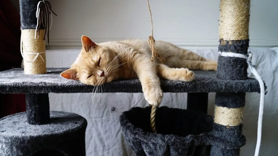 Orange tabby cat stretching against tall scratching post in cozy living room corner