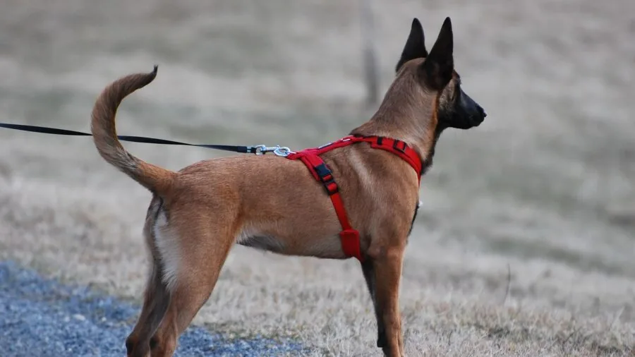 Owner adjusting dog harness fit during neighborhood walk for proper safety and comfort