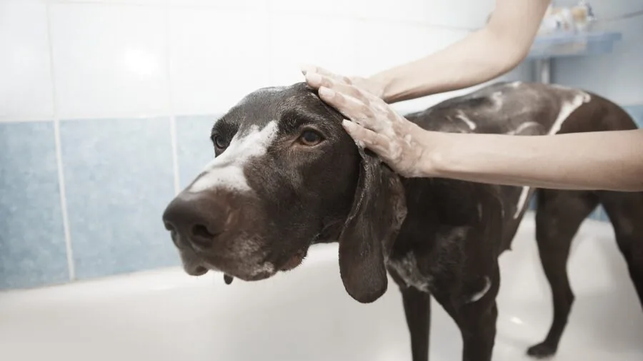 Owner bathing and grooming a dog with shampoo during home pet care routine
