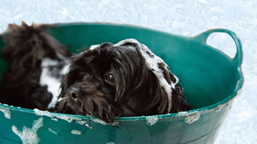 Owner bathing golden dog with natural shampoo in outdoor setting