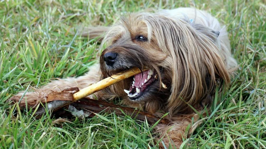 Owner brushing dog's teeth with toothbrush during pet dental care routine