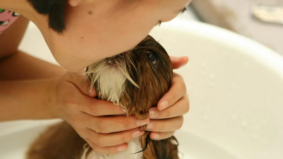 Owner gently bathing a young puppy with warm water in a natural, caring setting