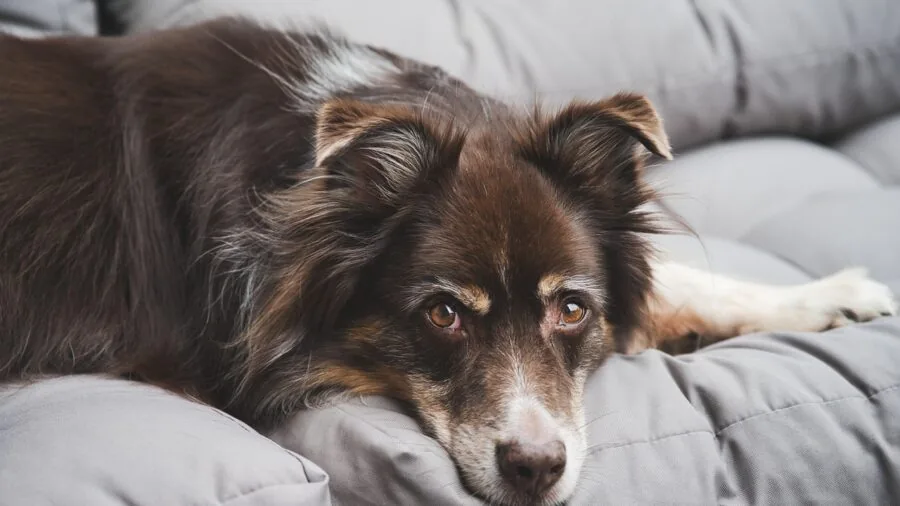 Owner gently cleaning dog's ear with soft wipe, showing tender pet care for sensitive skin