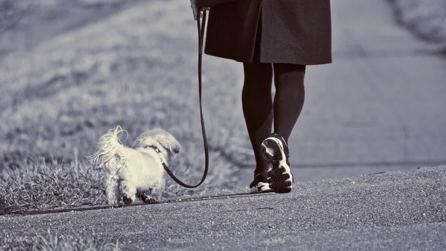 Owner training dog outdoors with leash in natural setting