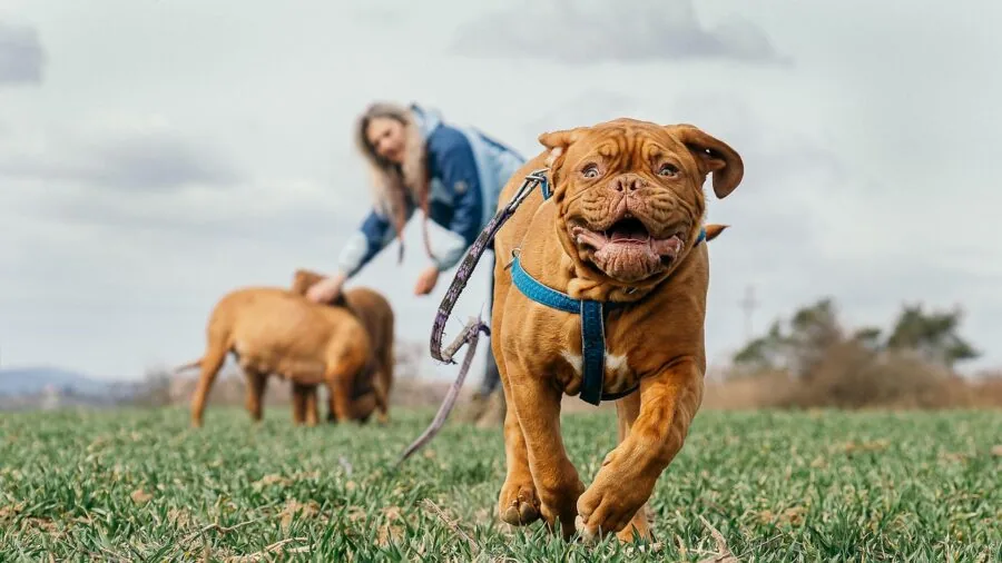 Owner watching dog play outdoors with toy during supervised playtime