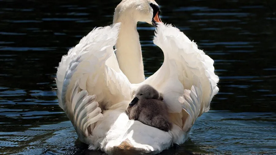 Parent bathing infant in warm water, focusing on safe bath environment and water quality for babies
